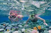 Zanzibar Dolphin Snorkeling Turtle and Kendwa Sunset