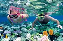 Zanzibar Dolphin Snorkeling Turtle and Kendwa Sunset