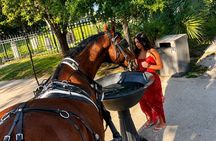 St Augustine Private Horse-Drawn Carriage History Tour