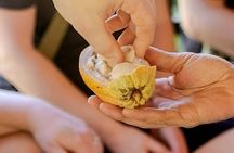 Tropical Food Forest Foraging Experience in Costa Rica