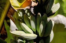Tropical Food Forest Foraging Experience in Costa Rica