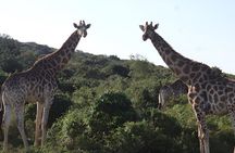 2 Day Schotia Safari Tour in Port Elizabeth