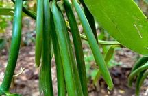 Zanzibar Spice Farm & Stone town Tour, spices ,culture & History