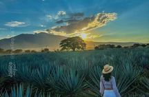 Full Day Tour to Tequila and Amatitán with Fun and Culture