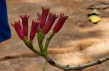 Full-Day Zanzibar Jozani Forest, Spice Farm and Stonetown Tour