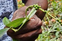 Full-Day Zanzibar Jozani Forest, Spice Farm and Stonetown Tour
