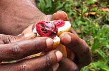 Full-Day Zanzibar Jozani Forest, Spice Farm and Stonetown Tour