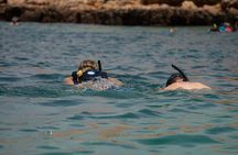 Dimaniyat Islands Turtle and Marine Life Snorkeling Adventure