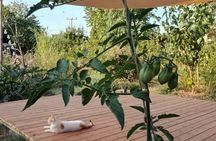 Corfu Swing Dance and Food Forest Experience