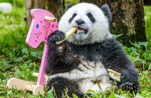 15-Day Beijing-Xi'an-Guilin-Chengdu-Chongqing-Yangtze-Shanghai
