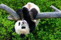 11-Day China Tour of Small Group to Beijing, Xian, Chengdu, Shanghai