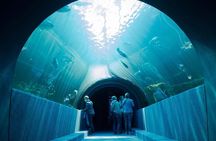 Cape Town Aquarium Farm and Chocolate Tour