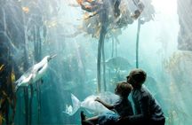 Cape Town Aquarium Farm and Chocolate Tour