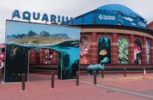 Cape Town Aquarium Farm and Chocolate Tour