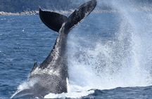 Melbourne: 6-hour Wilsons Prom Whale Watching