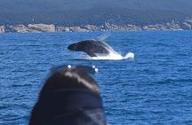 Melbourne: 6-hour Wilsons Prom Whale Watching