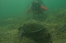 Scuba Diving No Experience Needed Videos Included