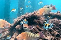 Scuba Diving No Experience Needed Videos Included