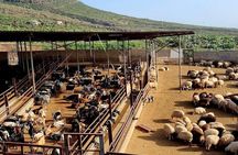 Tenerife: Artisan Cheese Farm Tour with Chesse Tasting & Wine