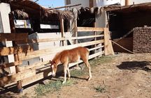 Authentic Luxor: West Bank Family Farm & Animal Visit