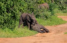 Game Drive in Zambezi National Park, Victoria Falls