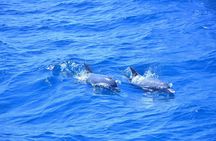 8 Adventures in 6 Hours Private Speedboat Tour