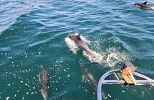 San Diego Wild life Sailing Adventure Private