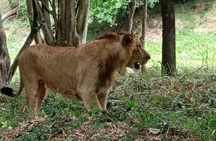 Wild life Safari + Bengaluru sightseeing and Lunch