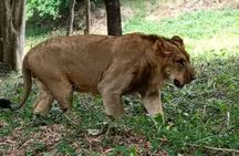 Wild life Safari + Bengaluru sightseeing and Lunch