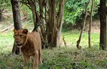 Wild life Safari + Bengaluru sightseeing and Lunch