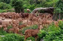 Wild life Safari + Bengaluru sightseeing and Lunch