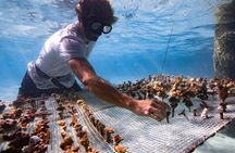 Hilton Moorea Coral Planting Eco Tour Restore the Reef