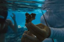 Sofitel Moorea Coral Planting Eco Tour Restore the Reef