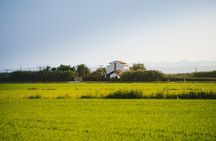 Valencia: Albufera Express with Boat Ride, Local Guide & Drink