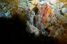 After Dark Snorkel Adventure