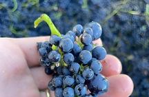 Private Wine Tour, Lunch & Take-Home Wine – All Included