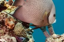 Isla Mujeres Beginner/Family Scuba Diving Experience