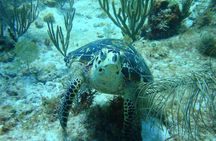 Isla Mujeres Beginner/Family Scuba Diving Experience