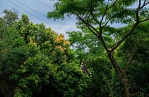 Big Island Kohala Zip and Dip Tour from Kona