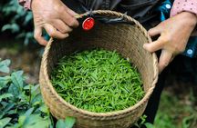 Hangzhou Longjing Tea Plantation & Village Private Half-Day Tour