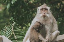 Ubud Private Day Tour with Local Guide