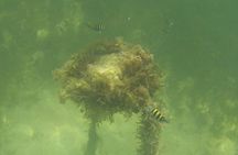 Paddle Out, Sandbar and Snorkel Adventure in Key Biscayne