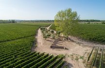 Horseback vineyards Riding, Culinary Experience at Bodega Bandini