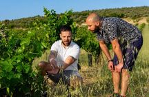 From Málaga: Organic Wine & Olive Oil Tour with Tapas
