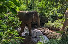 Koh Lanta Elephant Experience with Hotel Transfer