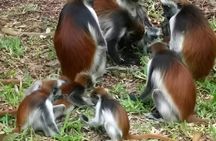 Full Day Zanzibar Tour Jozani Forest Spice Farm and Stone Town