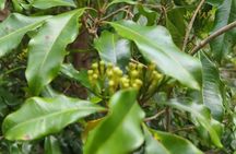 Full Day Zanzibar Tour Jozani Forest Spice Farm and Stone Town