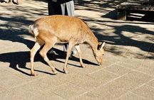 Miyajima Half Day Private Tour from Hiroshima Station