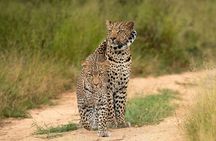 Kruger Safari Tour Extended Full Day