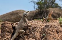From Tbilisi: Rainbow Mountains & Lakes 4x4 Wildlife Tour
